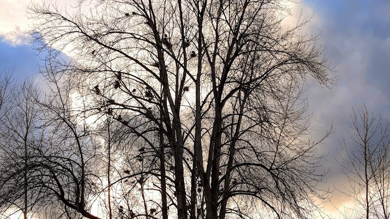 Marymoor Off-Leash Dog Park - Redmond, WA