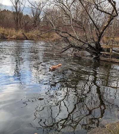 Marymoor Off-Leash Dog Park - Redmond, WA