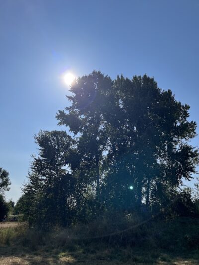 Marymoor Off-Leash Dog Park - Redmond, WA