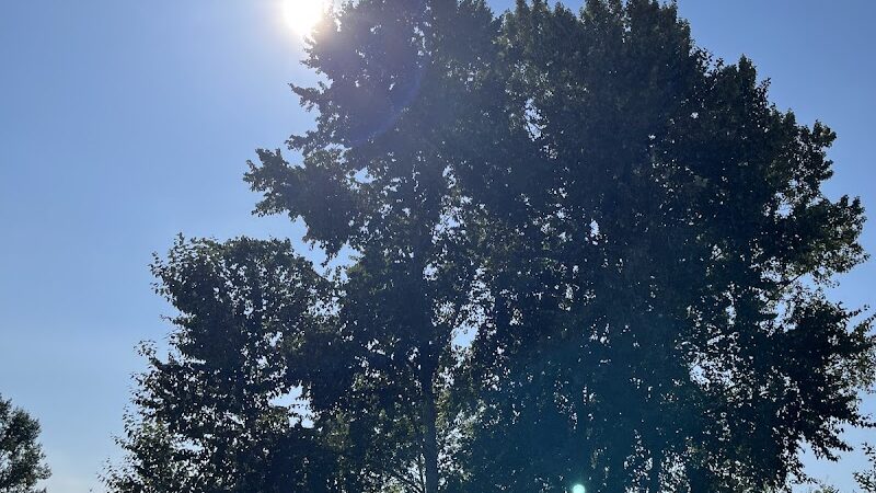 Marymoor Off-Leash Dog Park - Redmond, WA