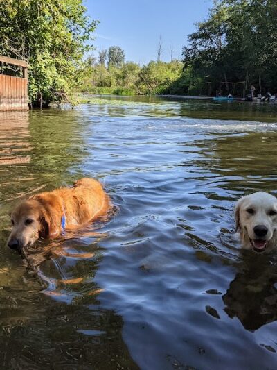 Marymoor Off-Leash Dog Park - Redmond, WA