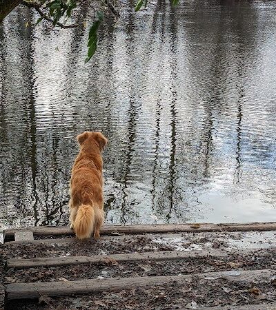 Marymoor Off-Leash Dog Park - Redmond, WA