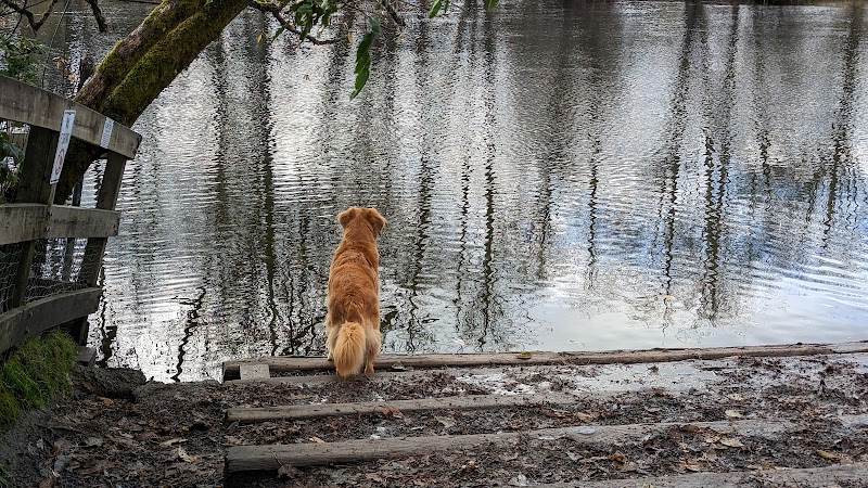 Marymoor Off-Leash Dog Park - Redmond, WA