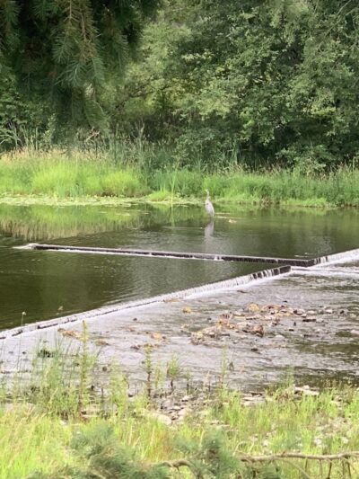 Marymoor Off-Leash Dog Park - Redmond, WA
