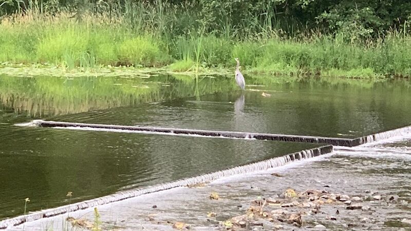 Marymoor Off-Leash Dog Park - Redmond, WA