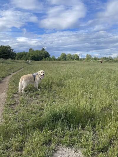 Marymoor Off-Leash Dog Park - Redmond, WA