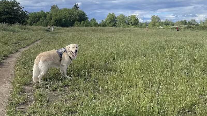Marymoor Off-Leash Dog Park - Redmond, WA