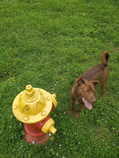 Jaycee Dog Park - Reidsville, NC