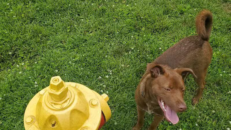 Jaycee Dog Park - Reidsville, NC