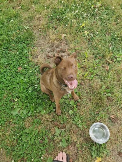 Jaycee Dog Park - Reidsville, NC