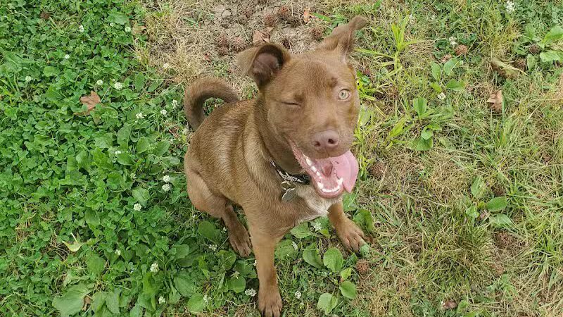 Jaycee Dog Park - Reidsville, NC