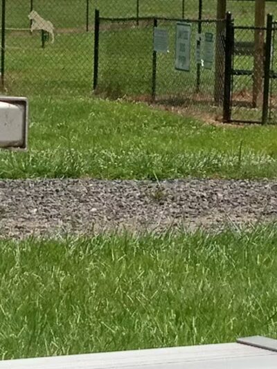 Jaycee Dog Park - Reidsville, NC