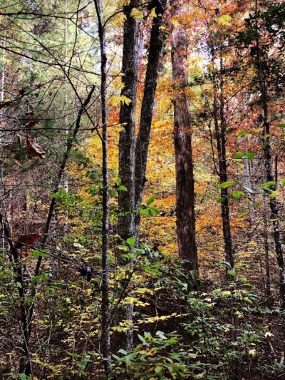 Clemmer Trailhead - Reliance, TN