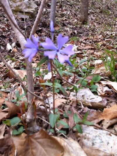 Clemmer Trailhead - Reliance, TN