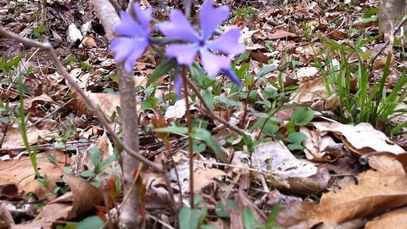 Clemmer Trailhead - Reliance, TN