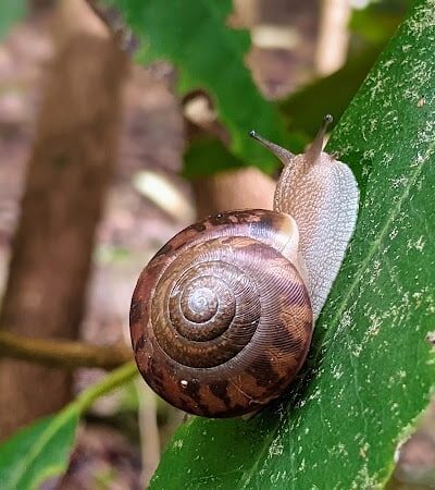 Clemmer Trailhead - Reliance, TN
