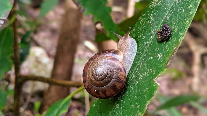Clemmer Trailhead - Reliance, TN