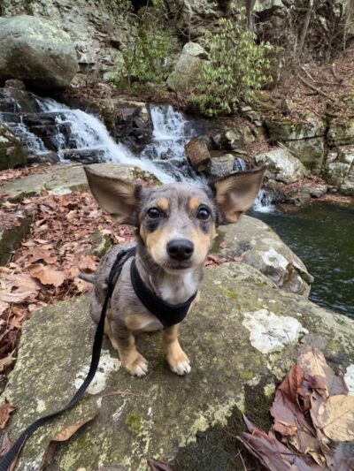 Clemmer Trailhead - Reliance, TN