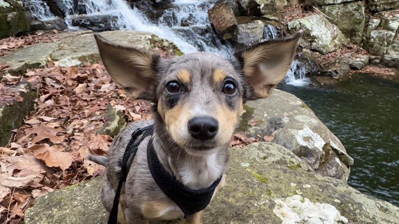 Clemmer Trailhead - Reliance, TN