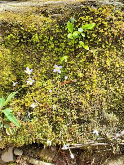 Goforth Creek Trailhead - Reliance, TN