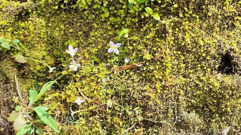Goforth Creek Trailhead - Reliance, TN