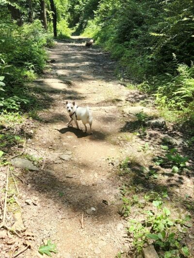 Goforth Creek Trailhead - Reliance, TN