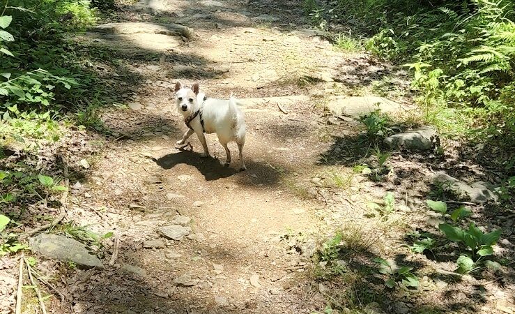 Goforth Creek Trailhead - Reliance, TN