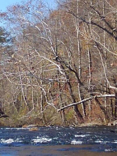 Towee Creek Recreation Area - Reliance, TN