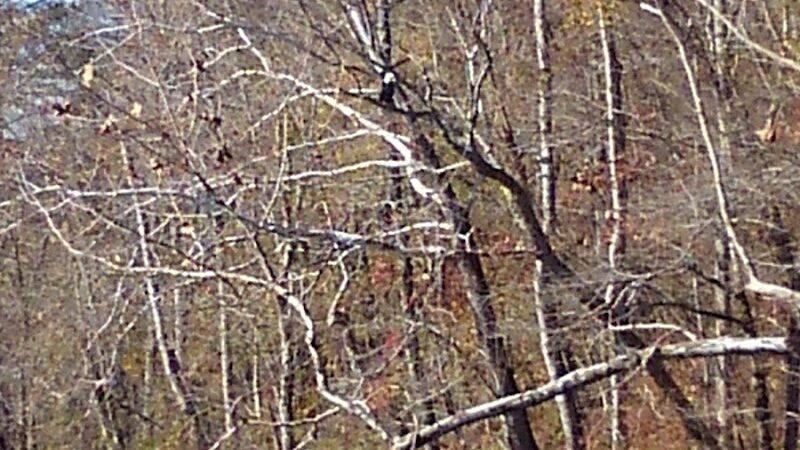 Towee Creek Recreation Area - Reliance, TN