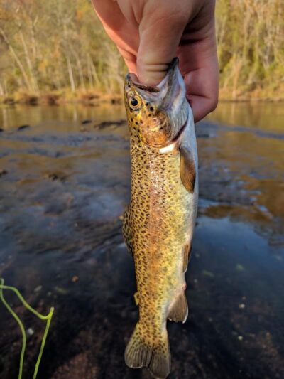 Towee Creek Recreation Area - Reliance, TN