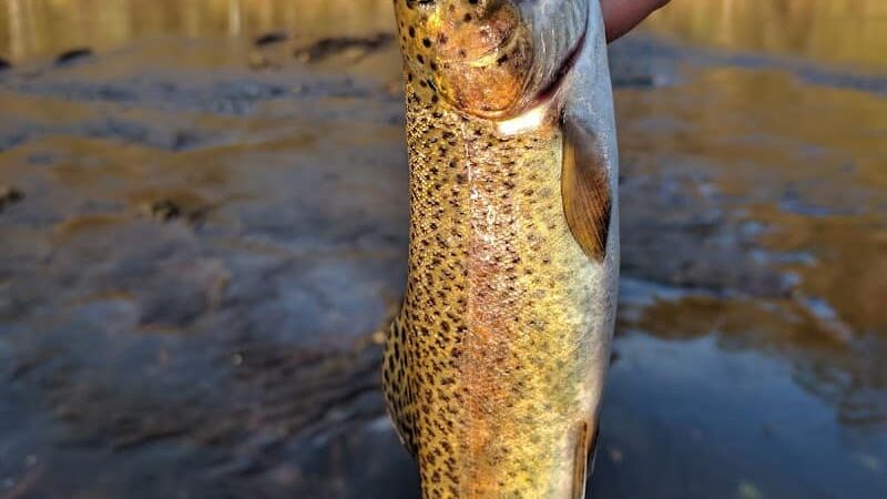 Towee Creek Recreation Area - Reliance, TN