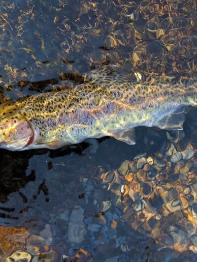 Towee Creek Recreation Area - Reliance, TN