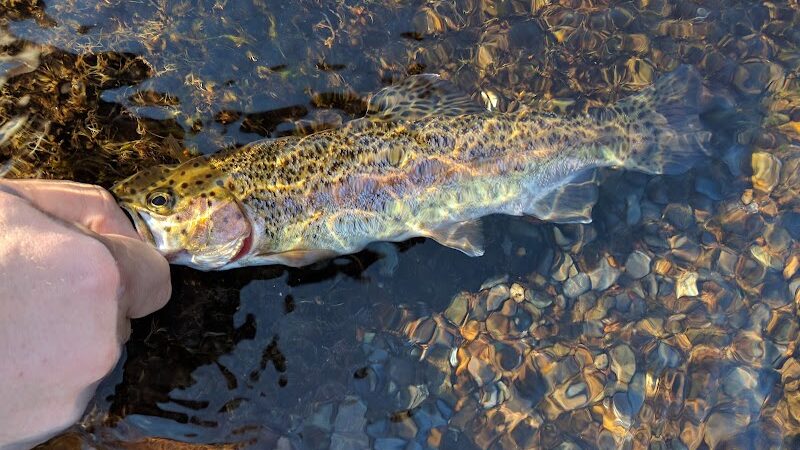 Towee Creek Recreation Area - Reliance, TN