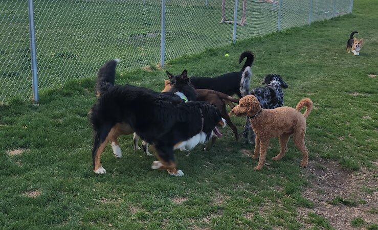 Nature Park Dog Park