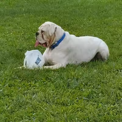 Mary Jane Row Dog Park - Rexford, NY