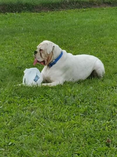 Mary Jane Row Dog Park - Rexford, NY