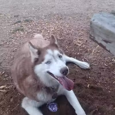 Mary Jane Row Dog Park - Rexford, NY