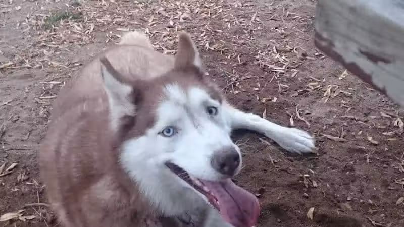 Mary Jane Row Dog Park - Rexford, NY