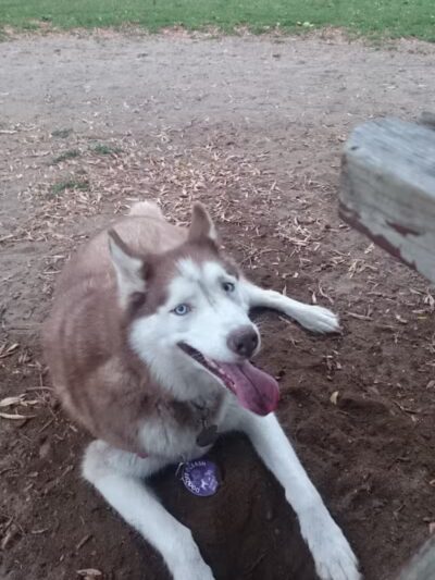 Mary Jane Row Dog Park - Rexford, NY