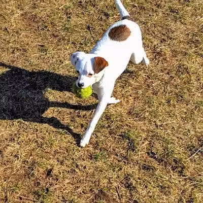 Mary Jane Row Dog Park - Rexford, NY