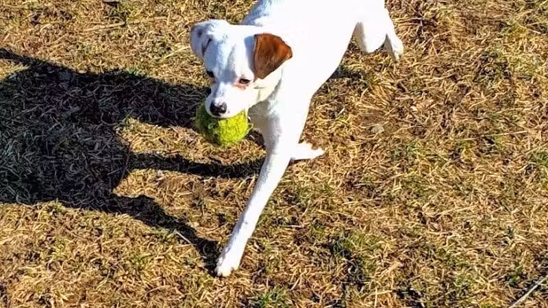 Mary Jane Row Dog Park - Rexford, NY