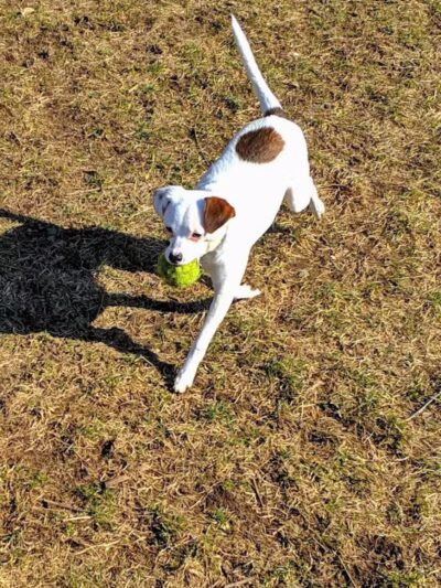 Mary Jane Row Dog Park - Rexford, NY