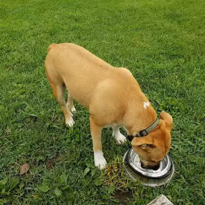 Mary Jane Row Dog Park - Rexford, NY