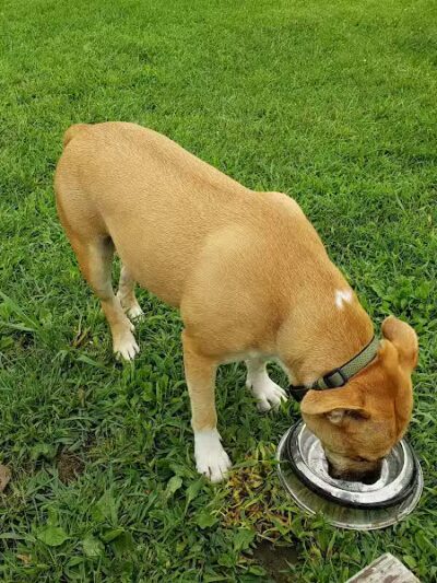 Mary Jane Row Dog Park - Rexford, NY