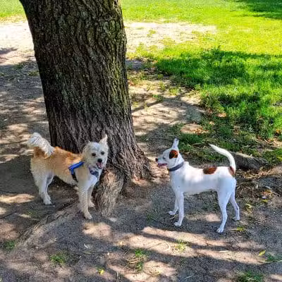Mary Jane Row Dog Park - Rexford, NY