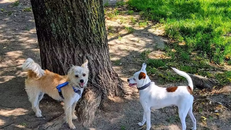 Mary Jane Row Dog Park - Rexford, NY