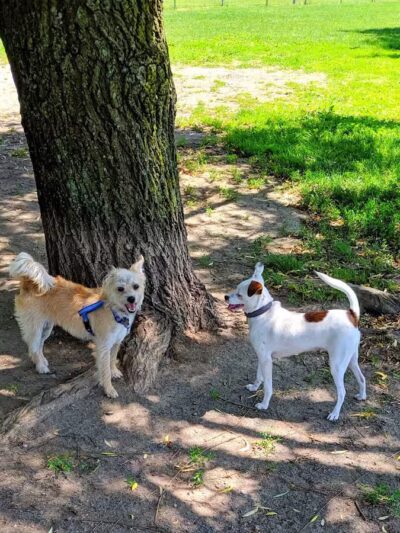 Mary Jane Row Dog Park - Rexford, NY
