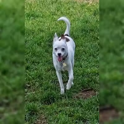 Mary Jane Row Dog Park - Rexford, NY