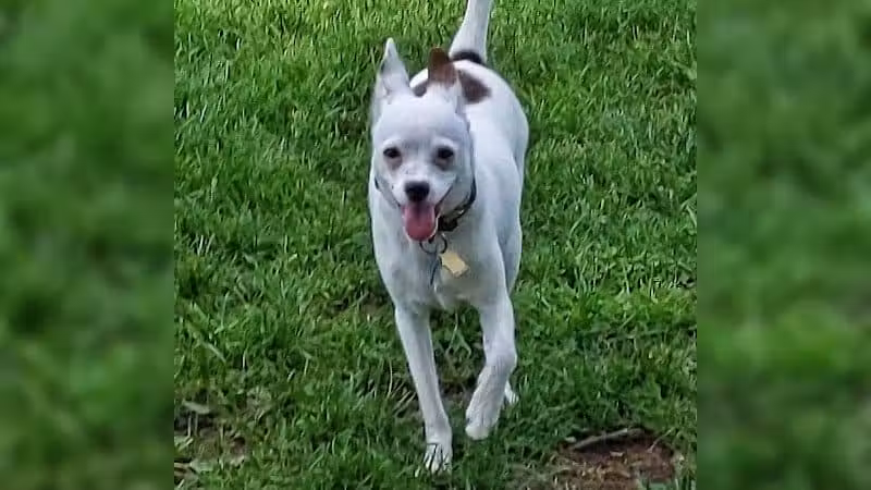 Mary Jane Row Dog Park - Rexford, NY