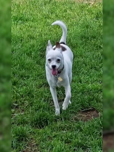 Mary Jane Row Dog Park - Rexford, NY